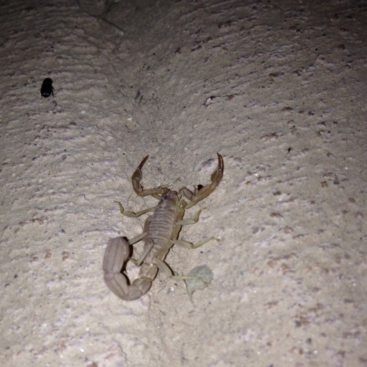 Yellow ground scorpion