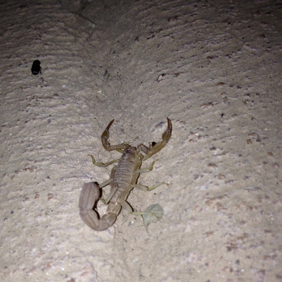 Spotting Image 1
