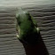 Green Treefrog