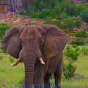 African Elephant