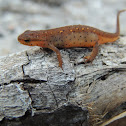 Eastern newt