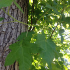 Sweet Gum