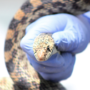 Bull Snake