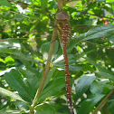 Dragon Fly