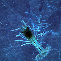 Marmorkreb juvenile