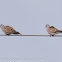 Turtle Dove; Tórtola Común