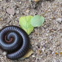 Giant African Millipede