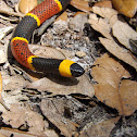 Eastern Coral Snake