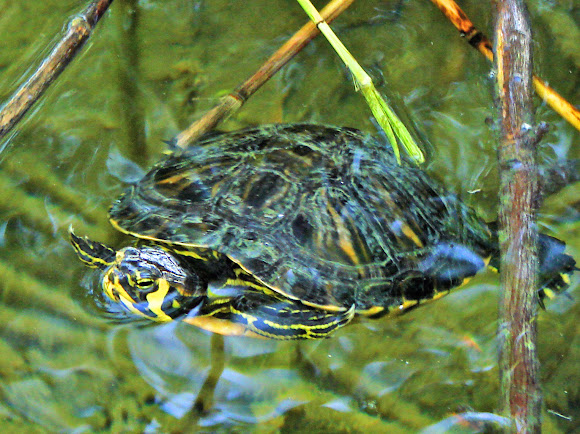 Spotting Image 1