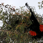 Red-tailed Black Cockatoo