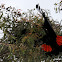 Red-tailed Black Cockatoo