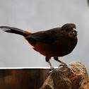 Brazilian Tanager