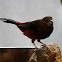 Brazilian Tanager