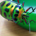 Scutiphora pedicellata