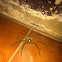 common huntsman spider