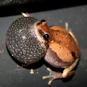 Desert Tree Frog