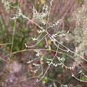 Coastal Jointweed