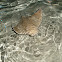 Cownose ray