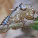 Cicada