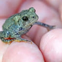 Toad