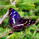 Purple Emperor