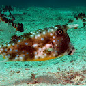 Longhorn Cowfish