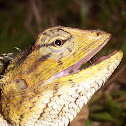 Calotes Lizard