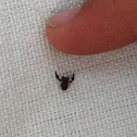 Pseudoescorpión