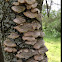Turkey tail