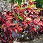 Croton