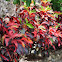 Croton