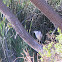 Black-Crowned Night Heron