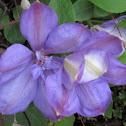 Clematis