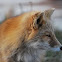 Red Fox
