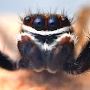 Jumping Spider