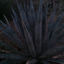 Century plant