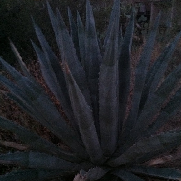 Spotting Image 1