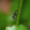 Thiodina Jumping Spider