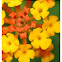Lantana Camara