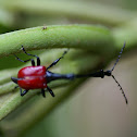 Giraffe necked weevil