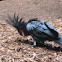 Palm Cockatoo