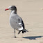 Heermann's Gull