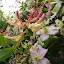 top bit of my wild honeysuckle 