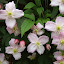top part of my clematis montana 'Elizabeth'