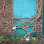 bottom part of my clematis montana 'Elizabeth'