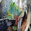 ever so invasive chamelion plant