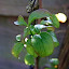 probably dead Clematis