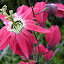 droopy red passion flower