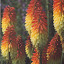 Red Hot Poker
