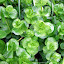 Creeping Jenny